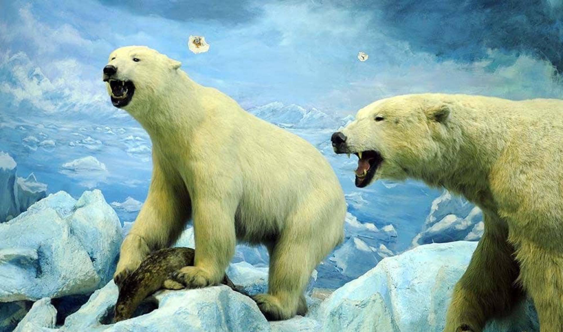 خرش قطبی موزه تنوع زیستی پردیسان