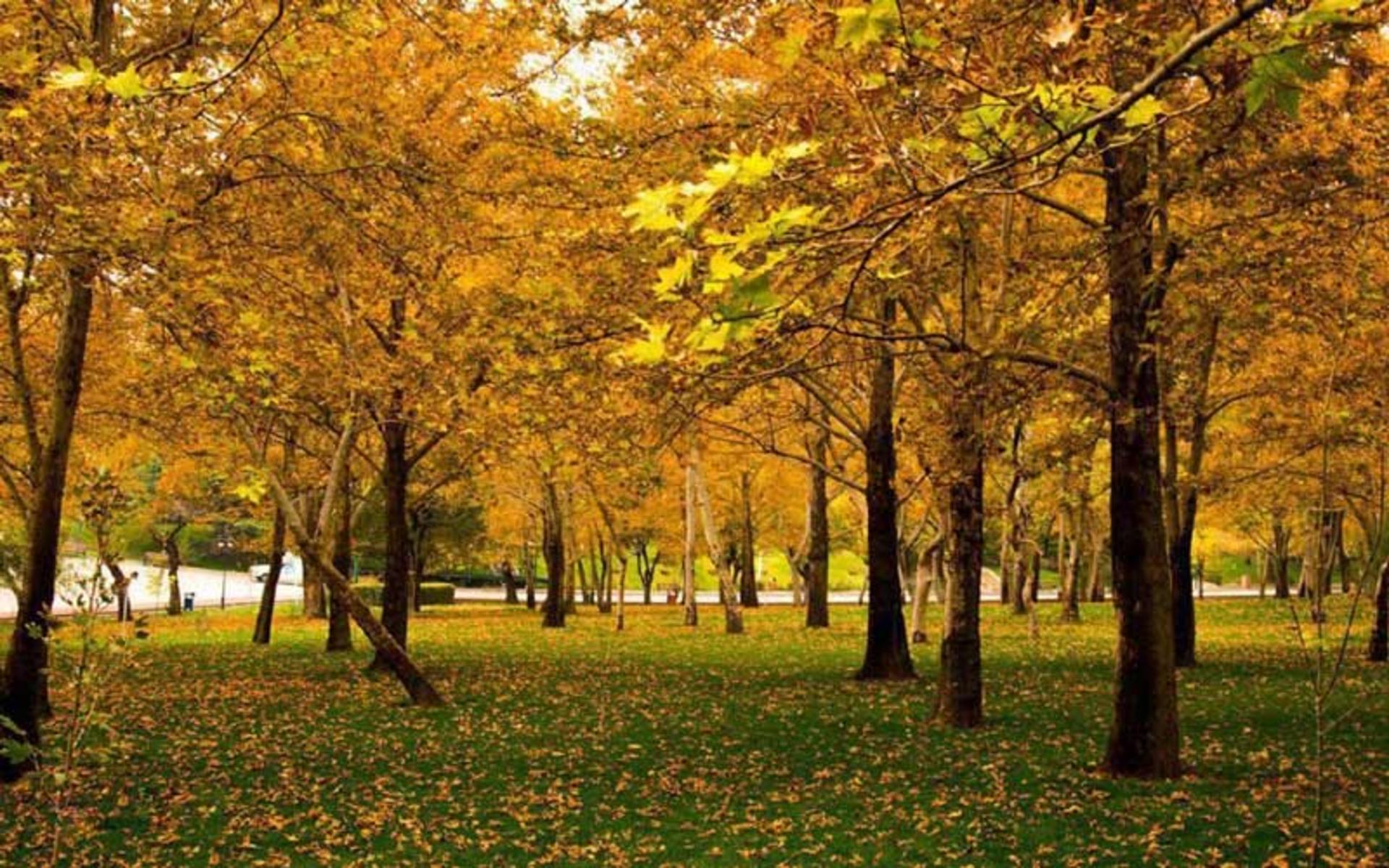 طبیعت زیبای پارک ملت در پاییز