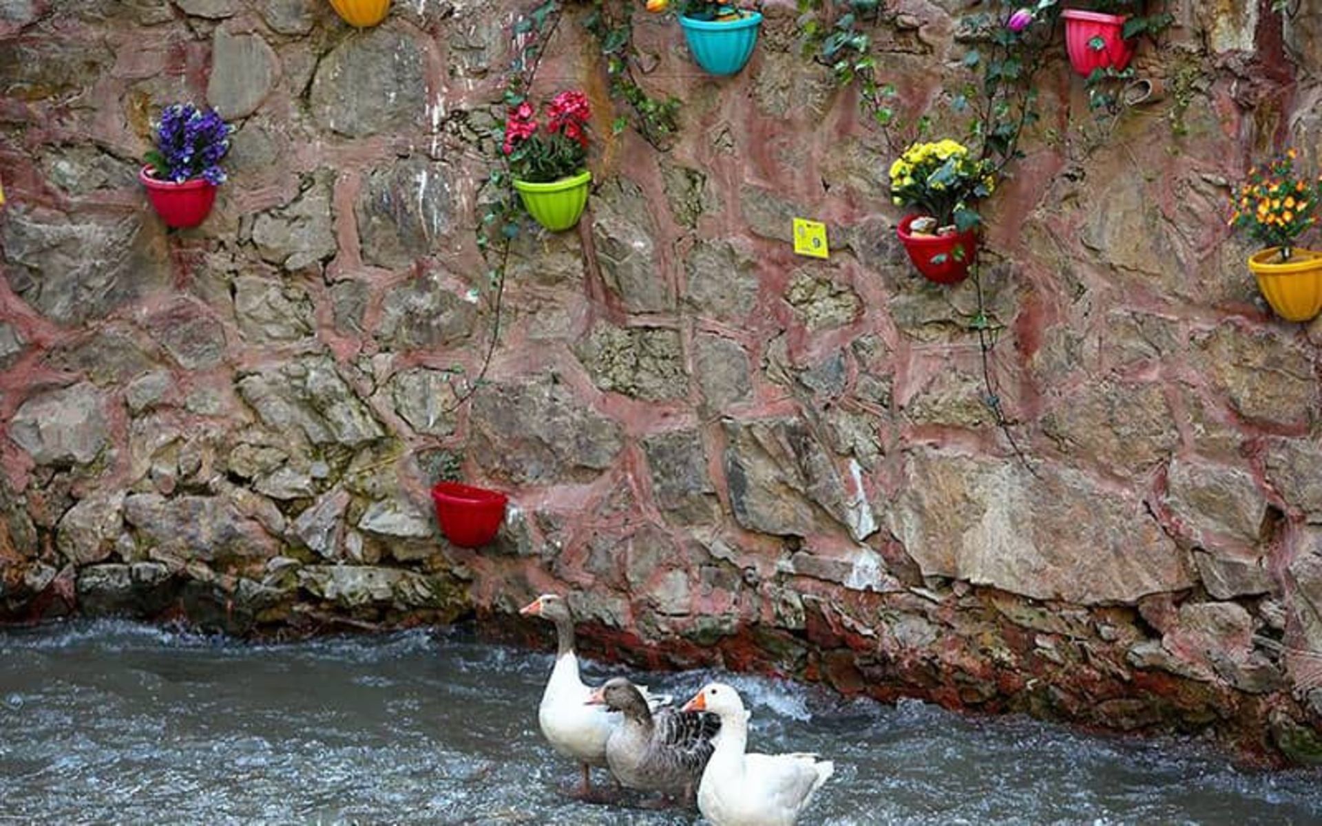 اردک هایی در آب کنار صخره