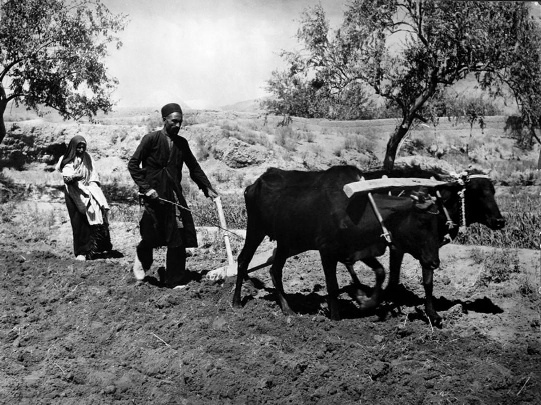 عکس گرفته شده توسط محمود روح  الامینی در باغ نگارستان