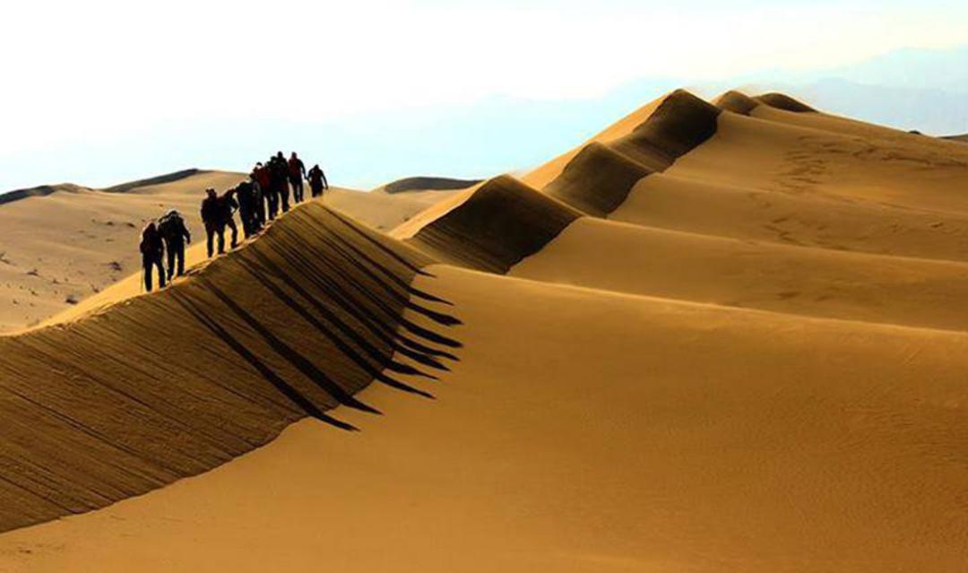 شترهای کویر ریگ زرین در حال حرکت روی رمل های کویر