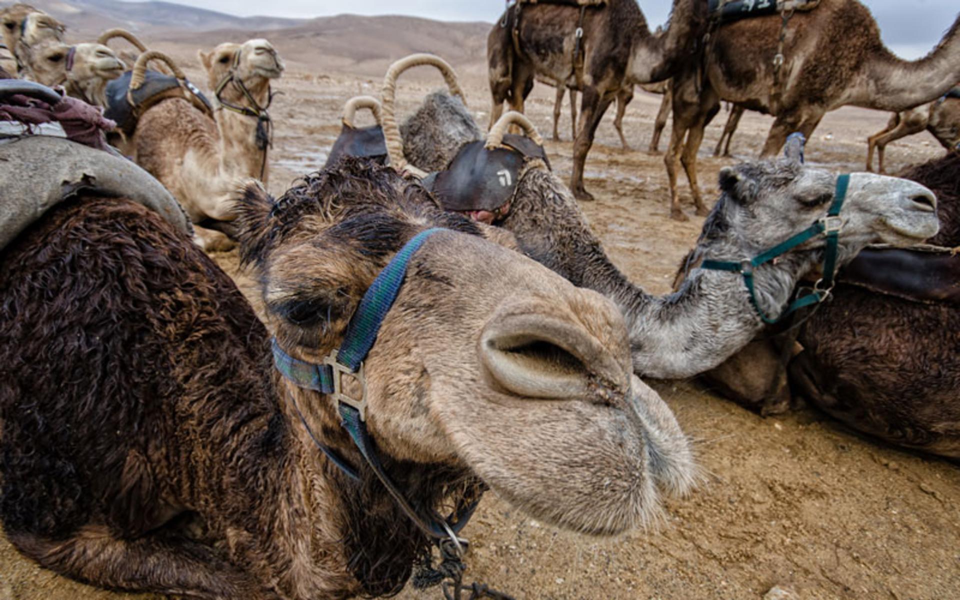 شتر مقاوم ترین حیوان در اقلیم بیابانی