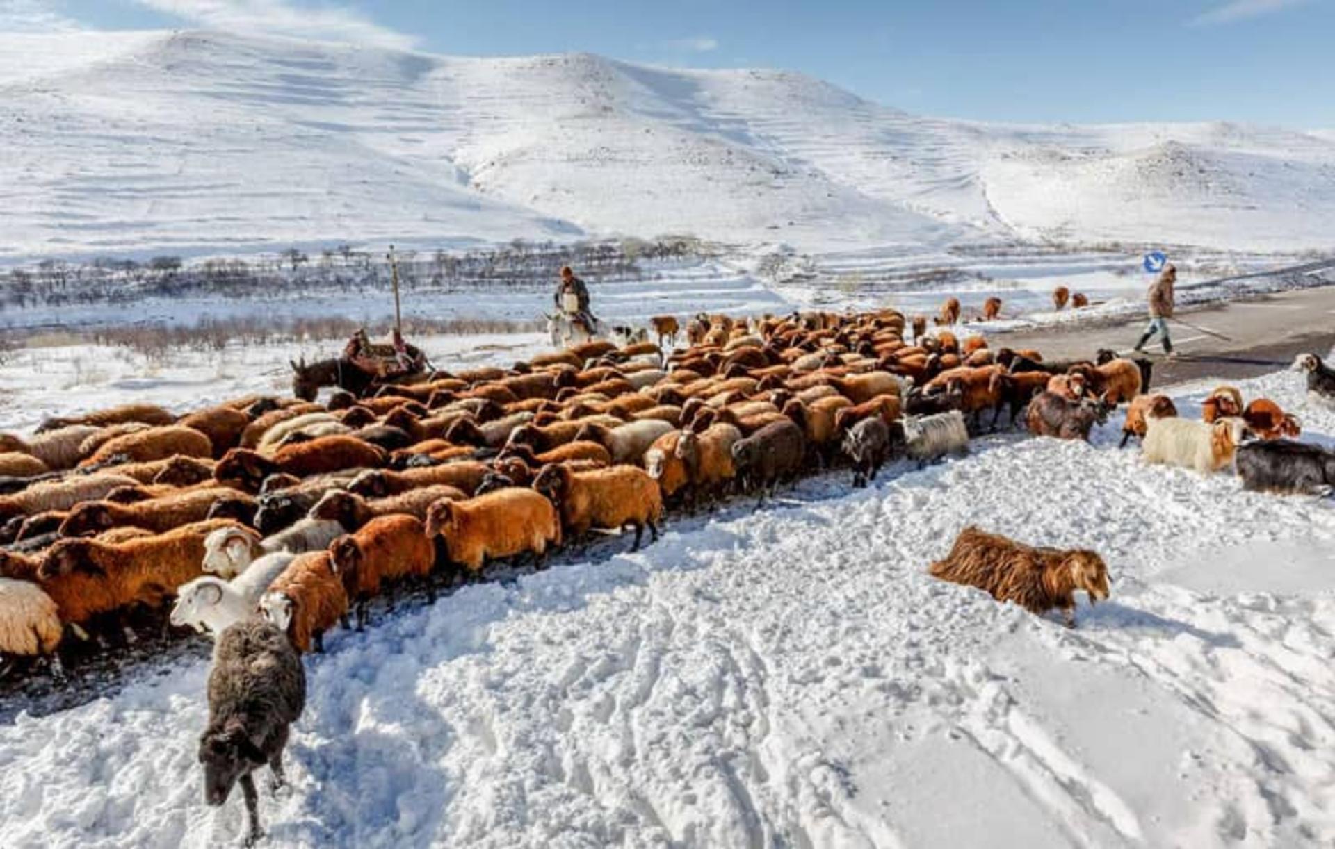 چوپان روستای کندوان