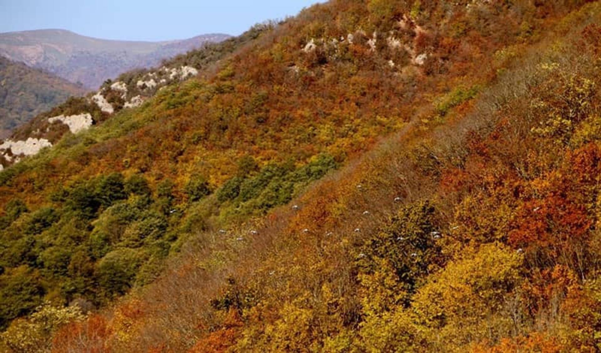 رنگارنگی درختان  جنگل ابر در پاییز