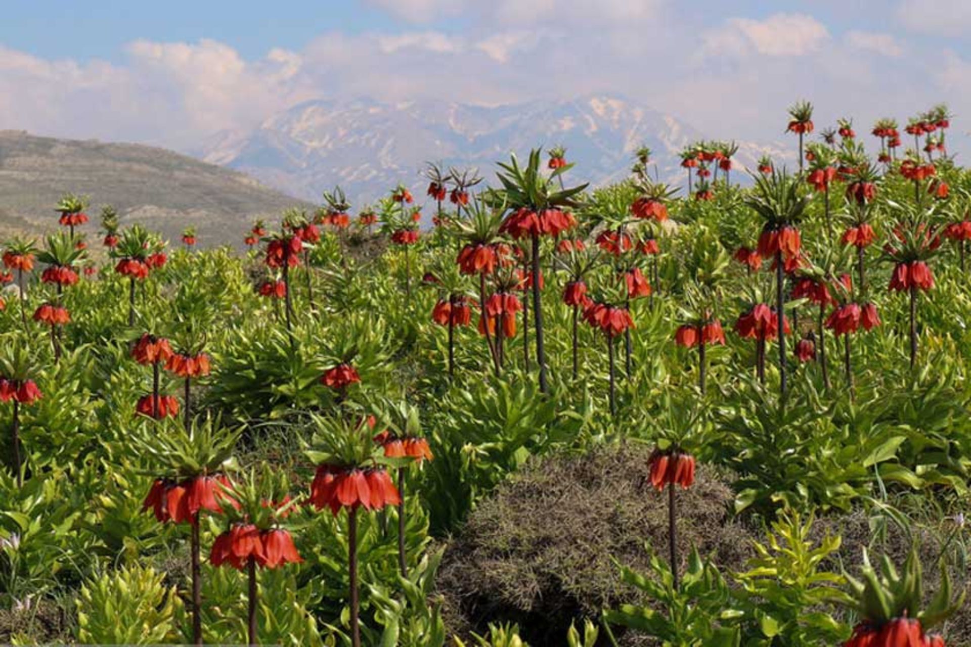 دشت مورپیسه
