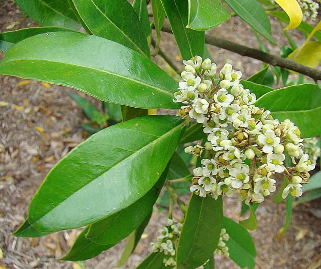گیاه یربا ماته
