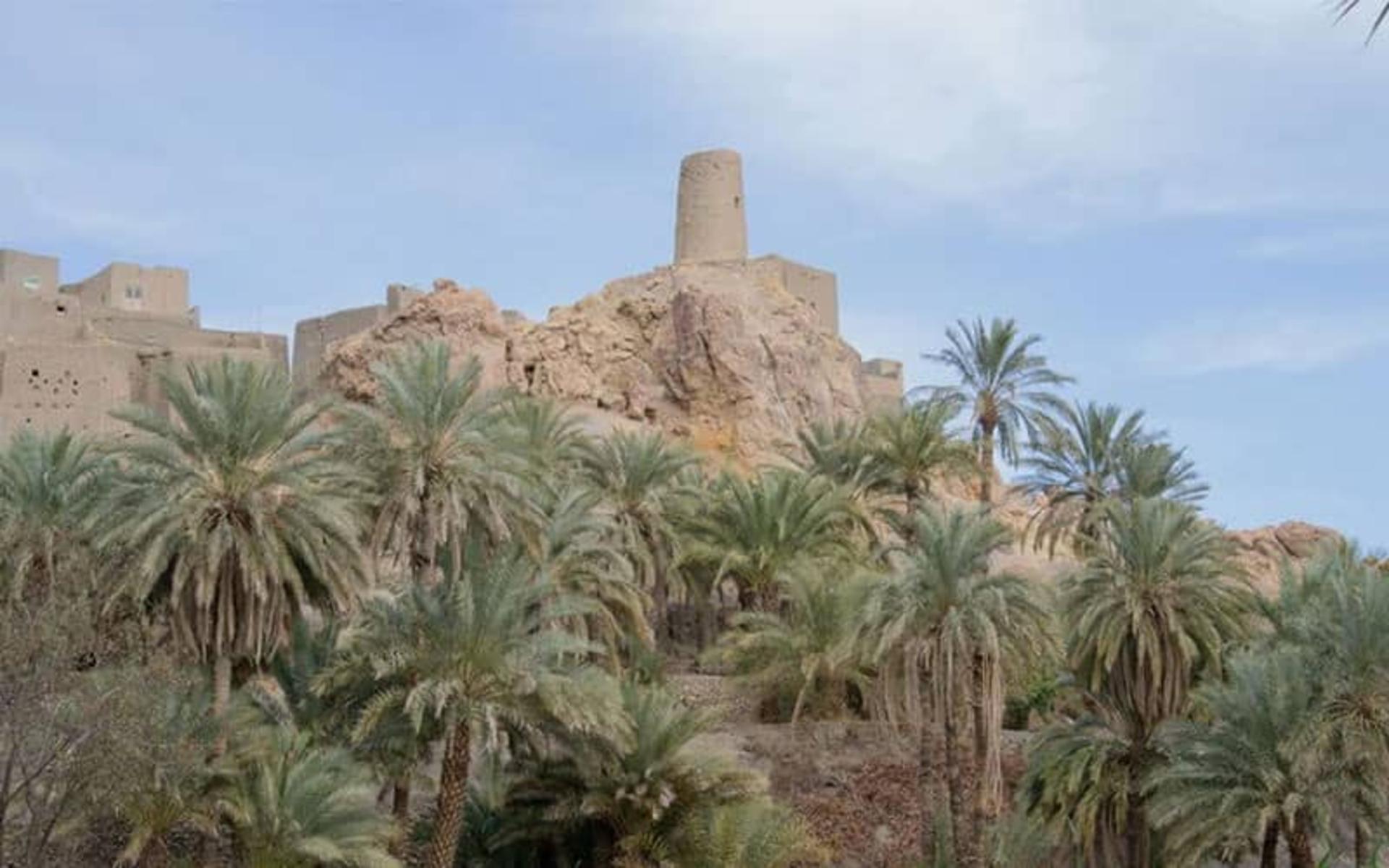 درختان نخل روستای نایبند