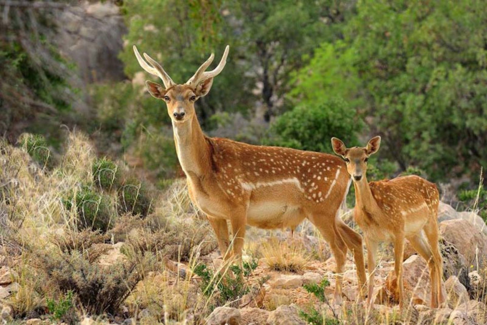 گوزن به همراه توله اش در جنگل هیرکانی