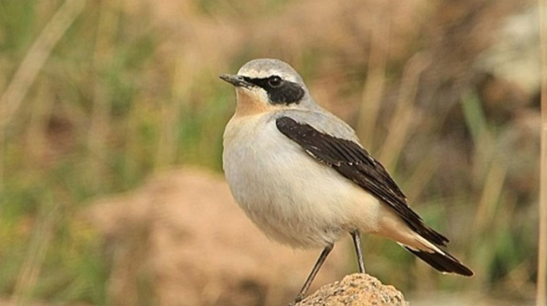 گنجشک سر سیاه در جنگل هیرکانی از نمای نزدیک