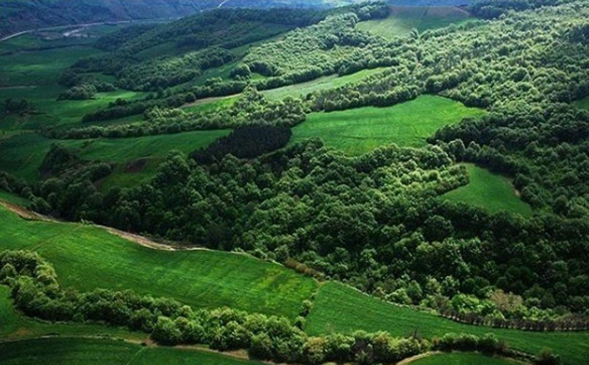 جنگل انبوه هیرکانی در میان دشت های سبز از نمای بالا