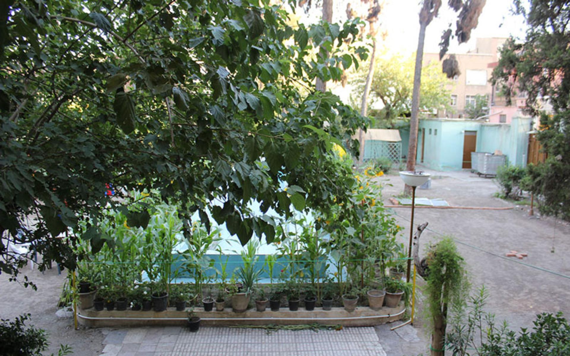 گیاهان پژمرده حیاط کافه نادری