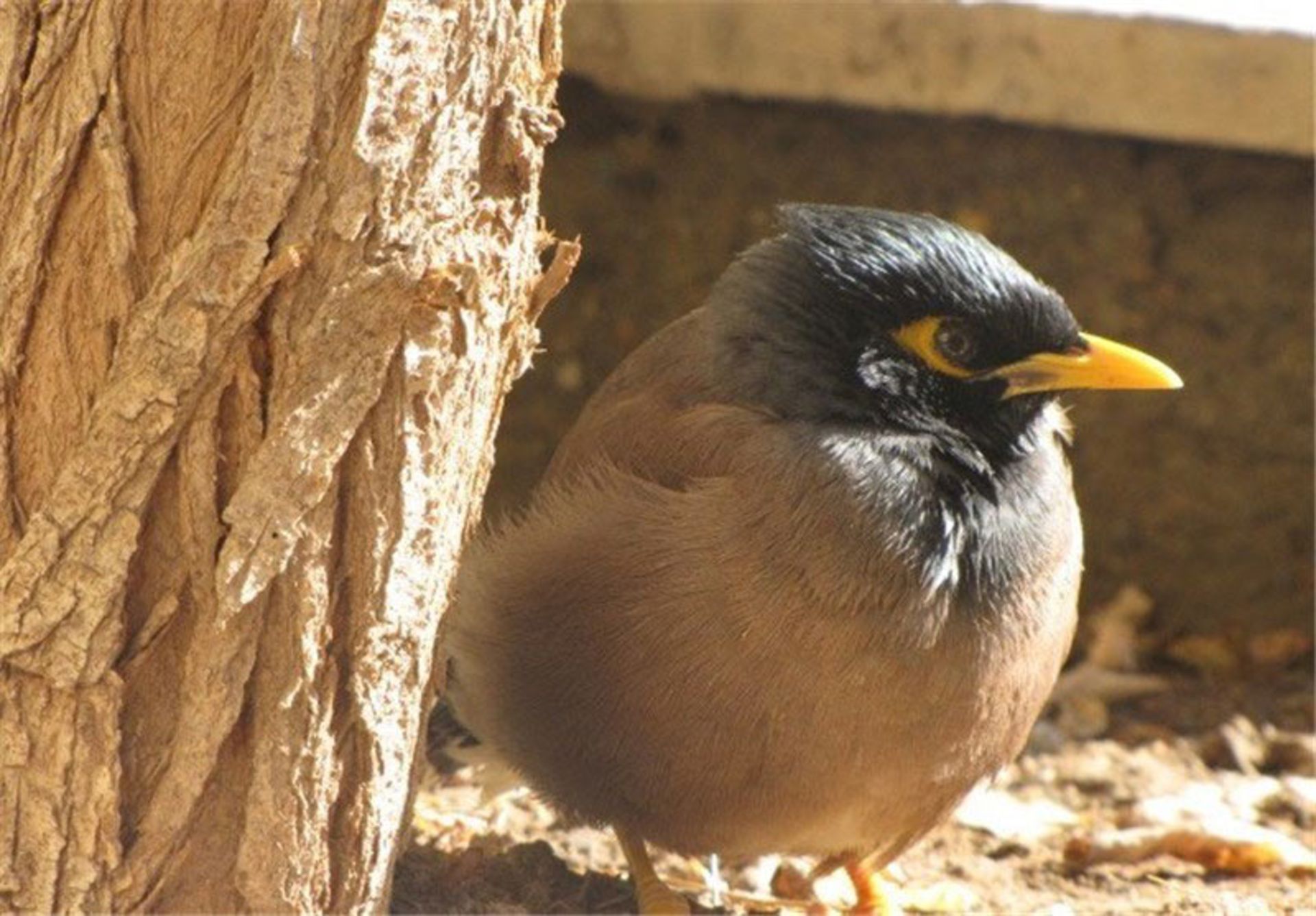 سار سر سیاه کنار درخت در جنگل هیرکانی شمال