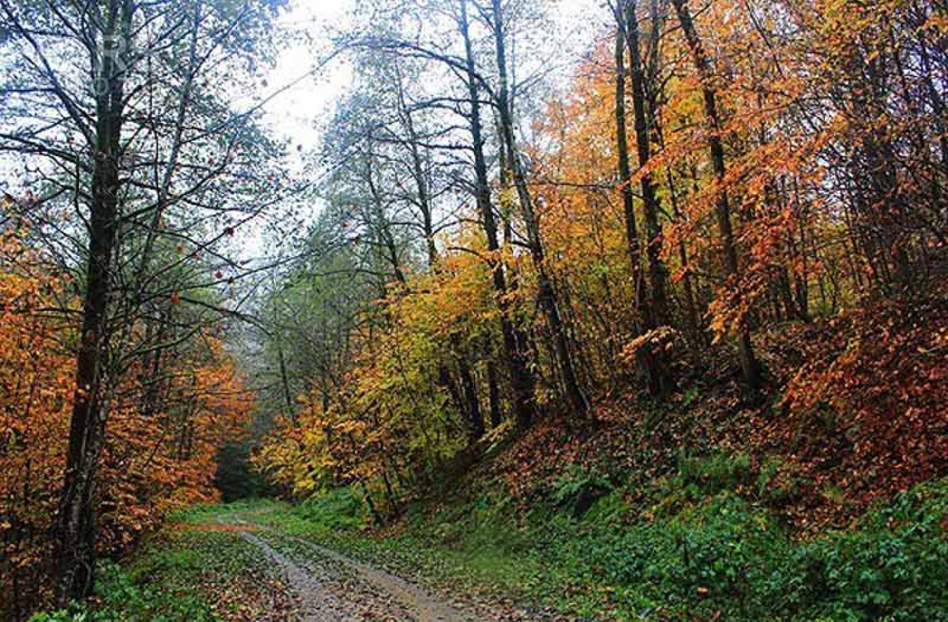 راه خاکی جاده بولا در میان درختان پاییزی