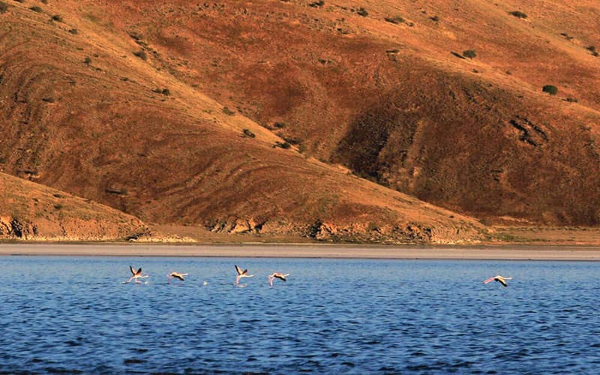 پرنده های مهاجر دریاچه