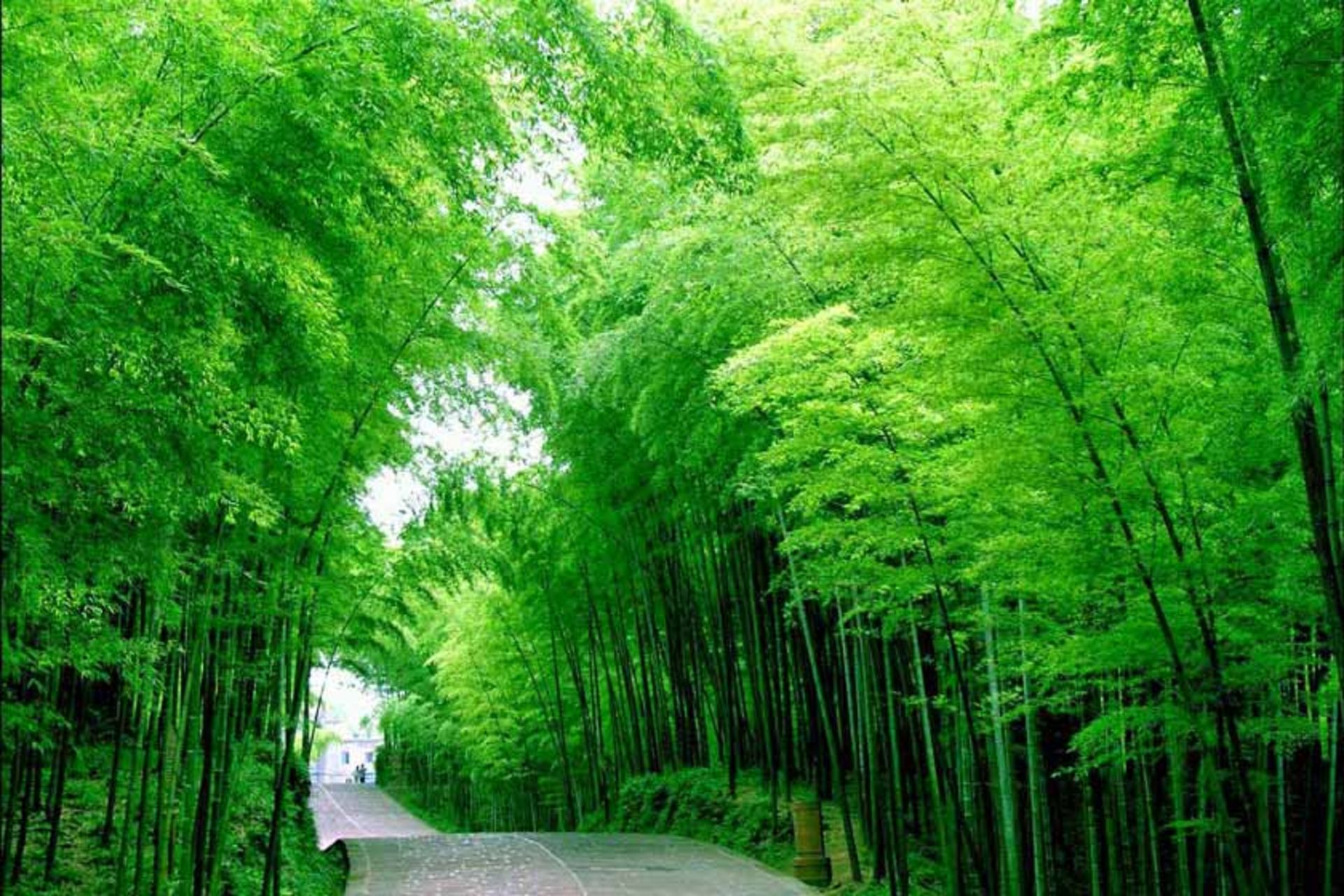 دریای بامبو شونان (پارک ملی ژوهای شونان)