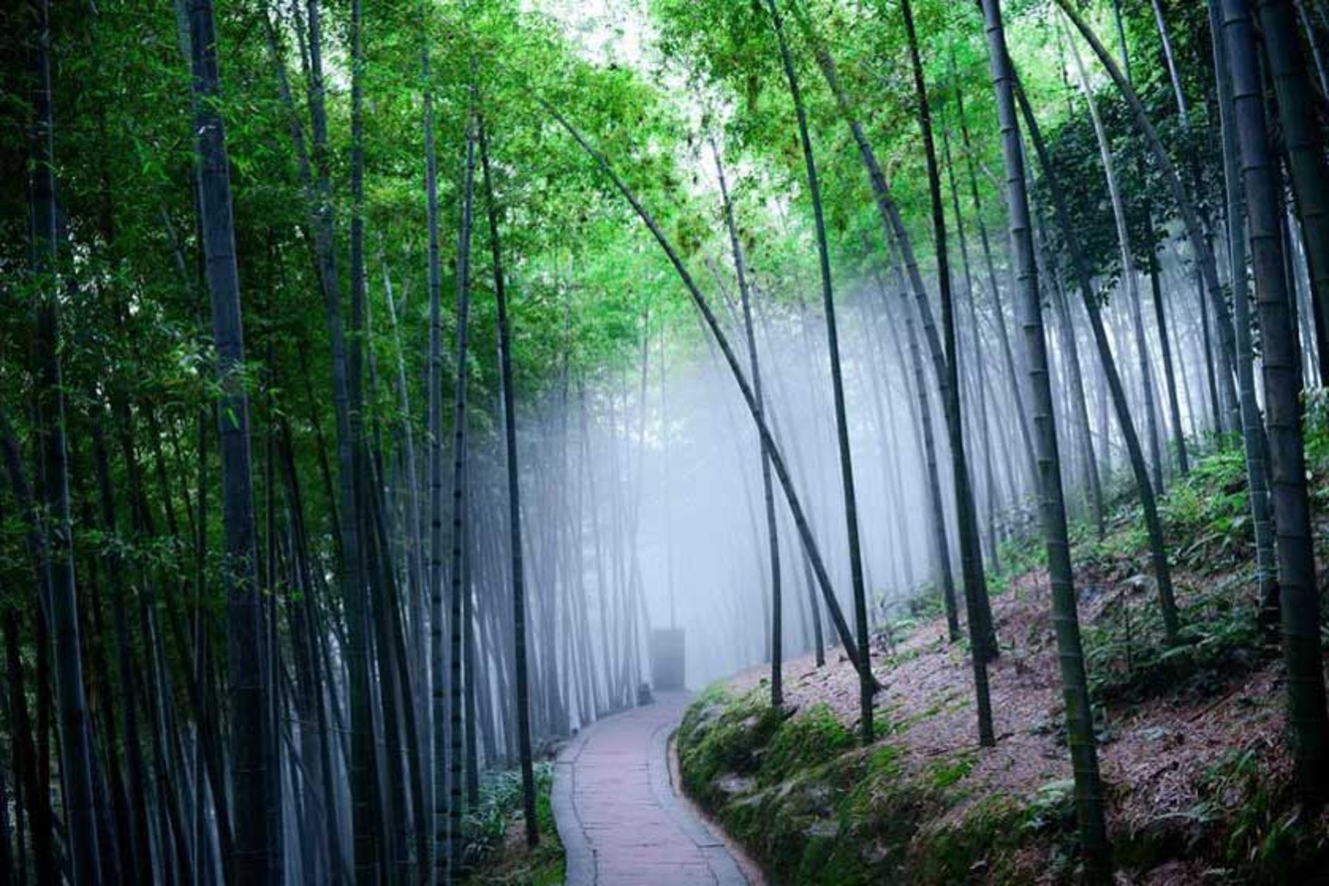 دریای بامبو شونان (پارک ملی ژوهای شونان)
