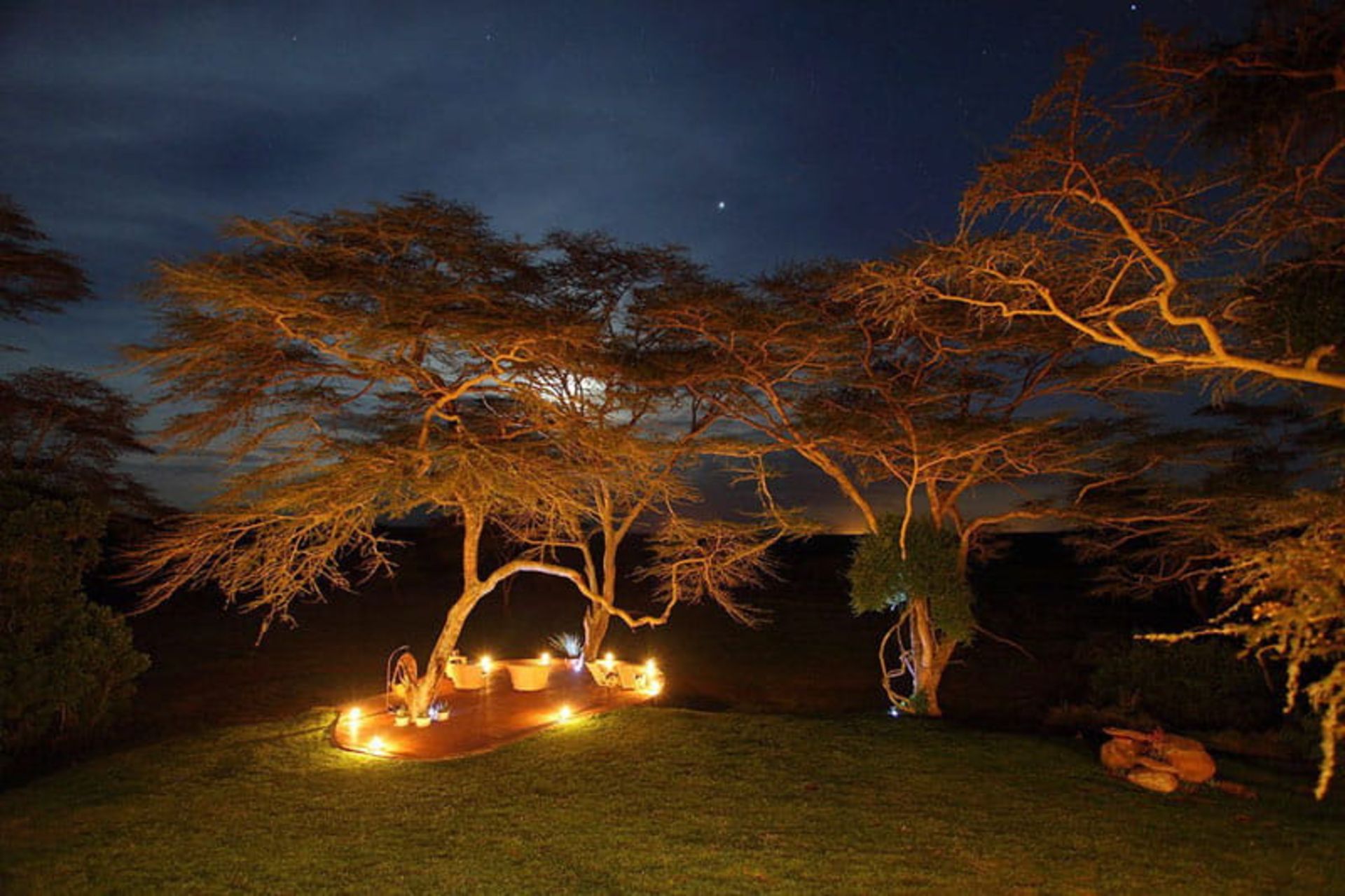 سافاری در شب