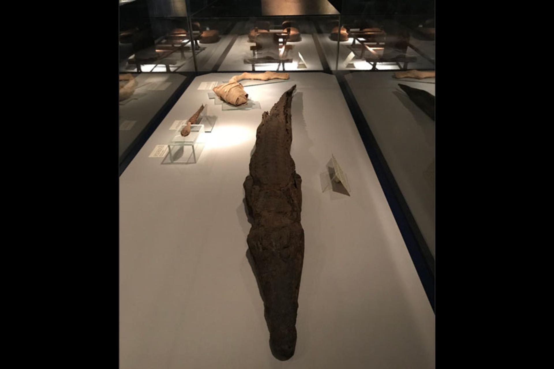 موزه مومیایی