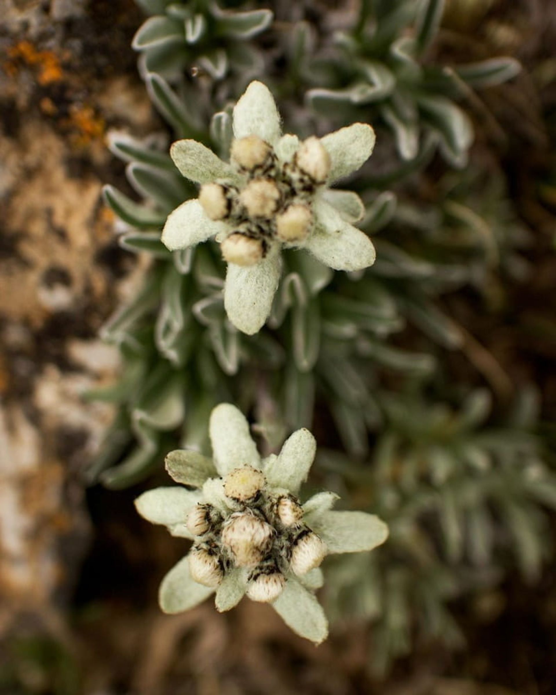 گل سپیدگوهر؛ قرقیزستان