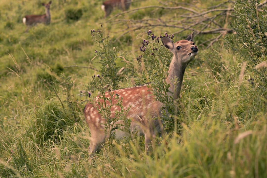 کوهستان های ایرلند شمالی