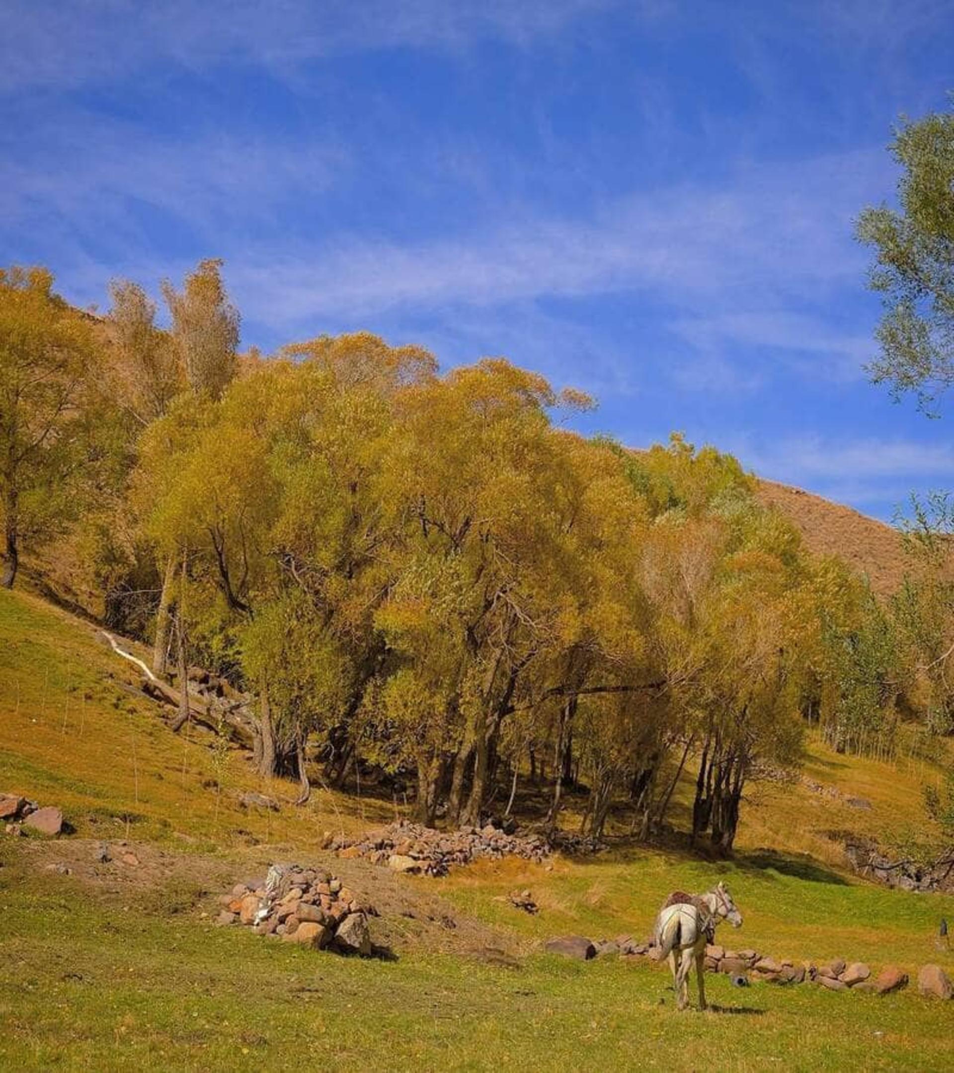 روستای ییلاقی لیقوان