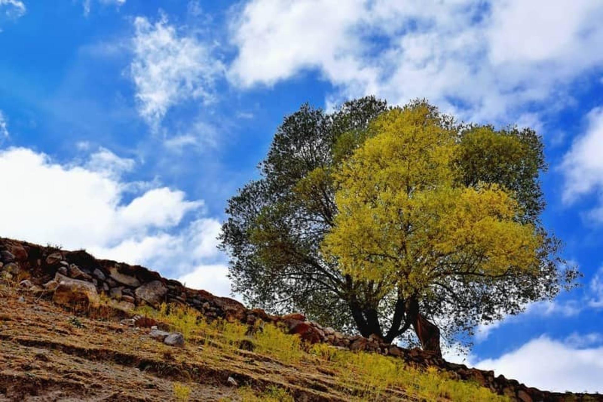 روستای ییلاقی لیقوان