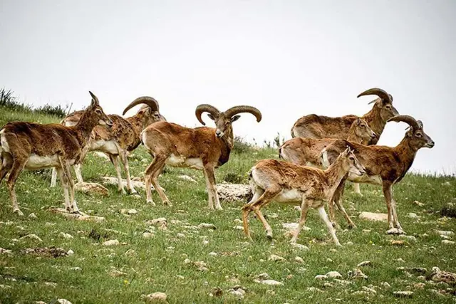 منطقه حفاظت‌ شده بیجار