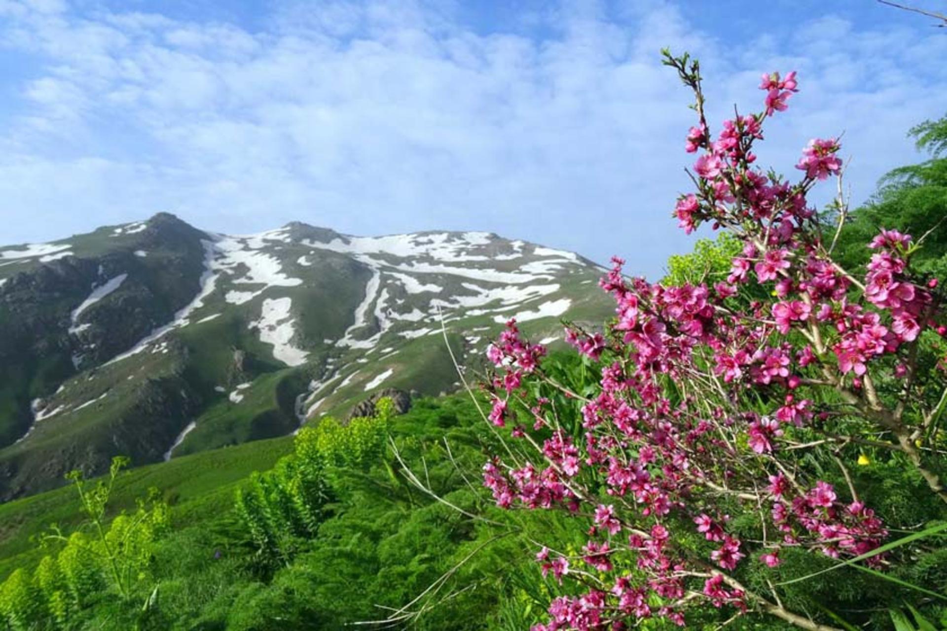کوه چهل چشمه