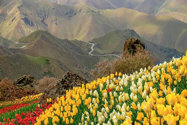 دشت لاله‌های روستای کندر کرج