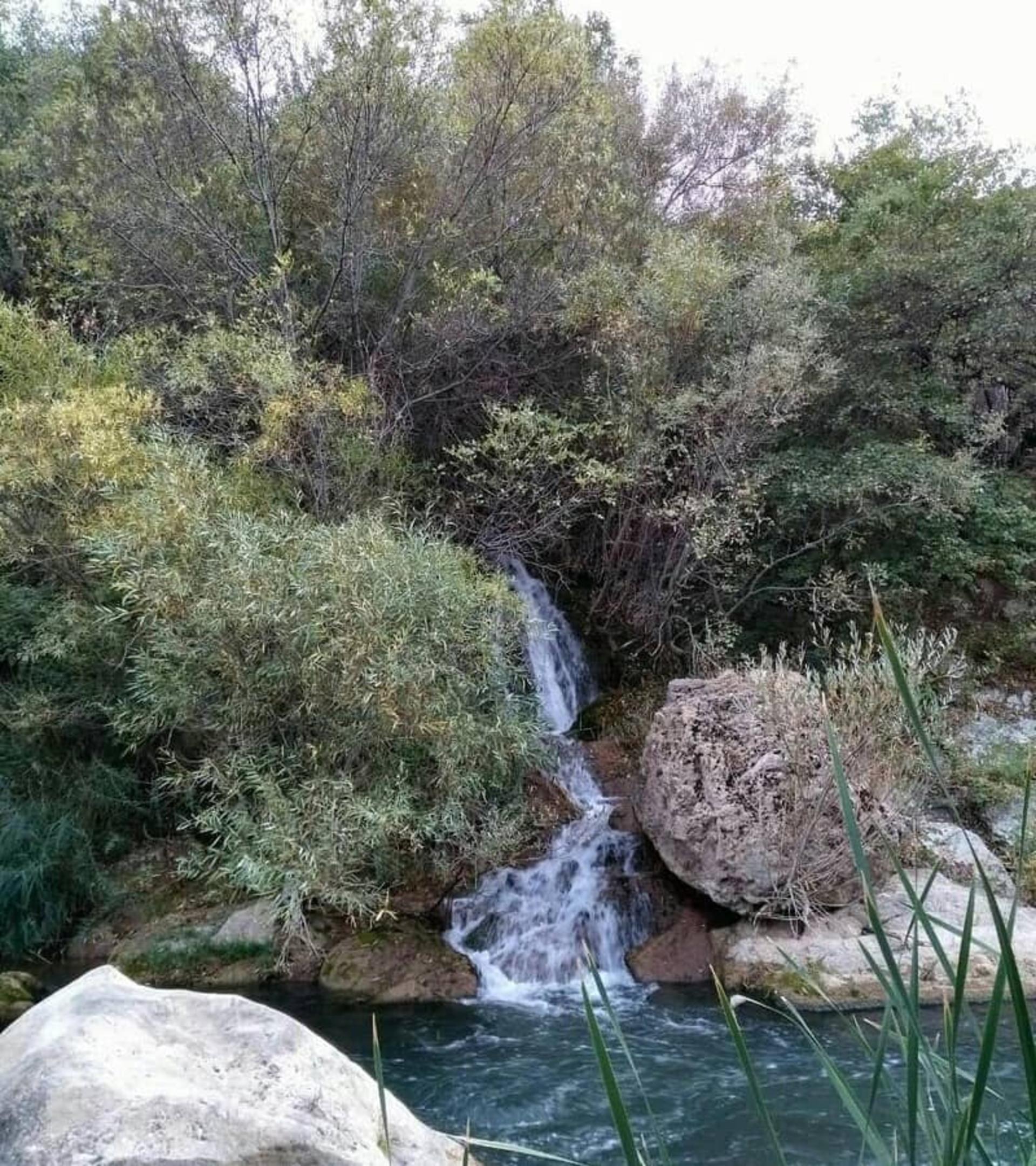 تنگ شگفت‌انگیز لی لی