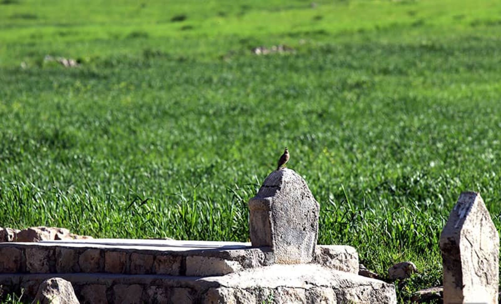 گورستان دشت سوسن