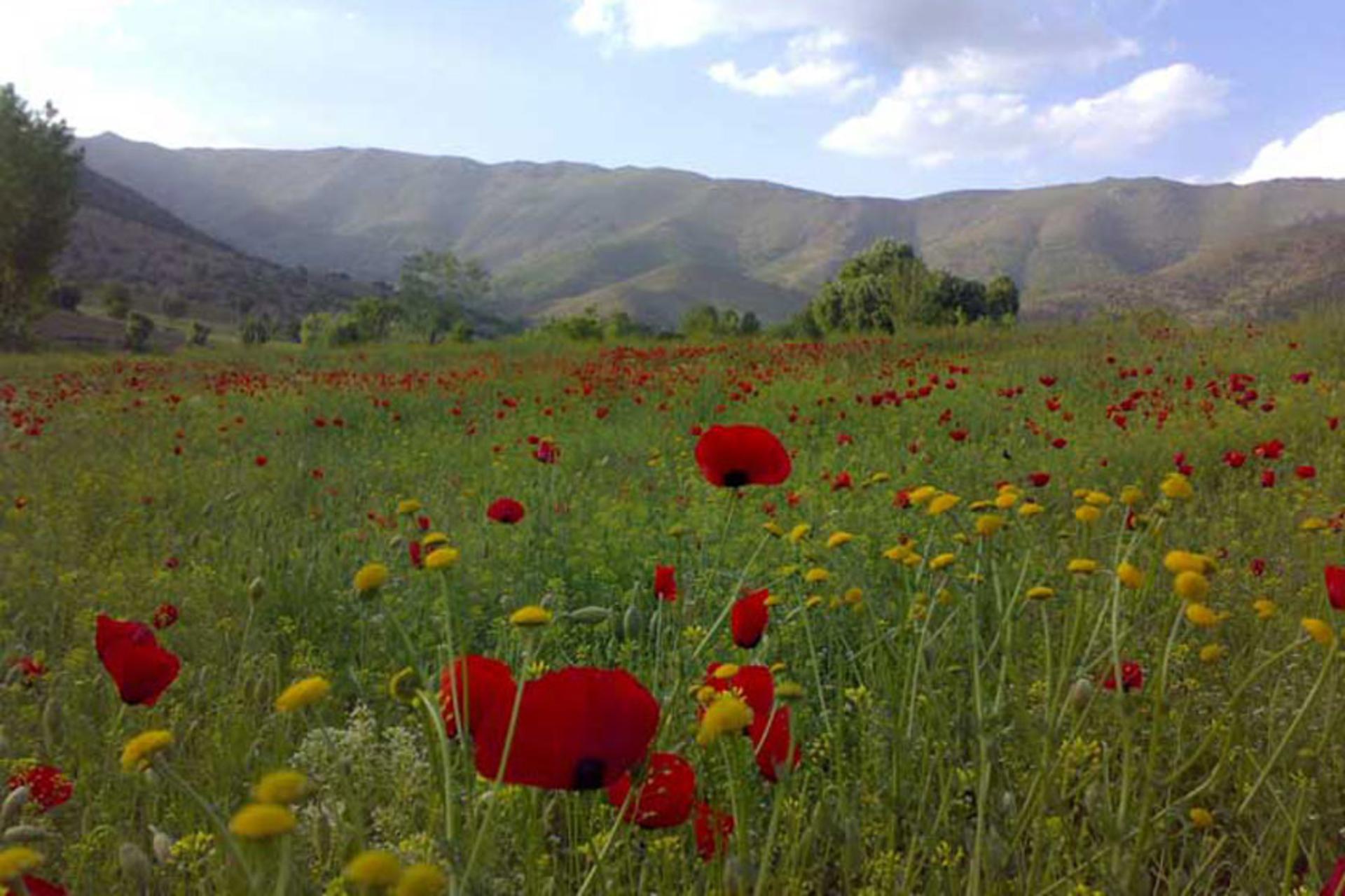 روستای نژو