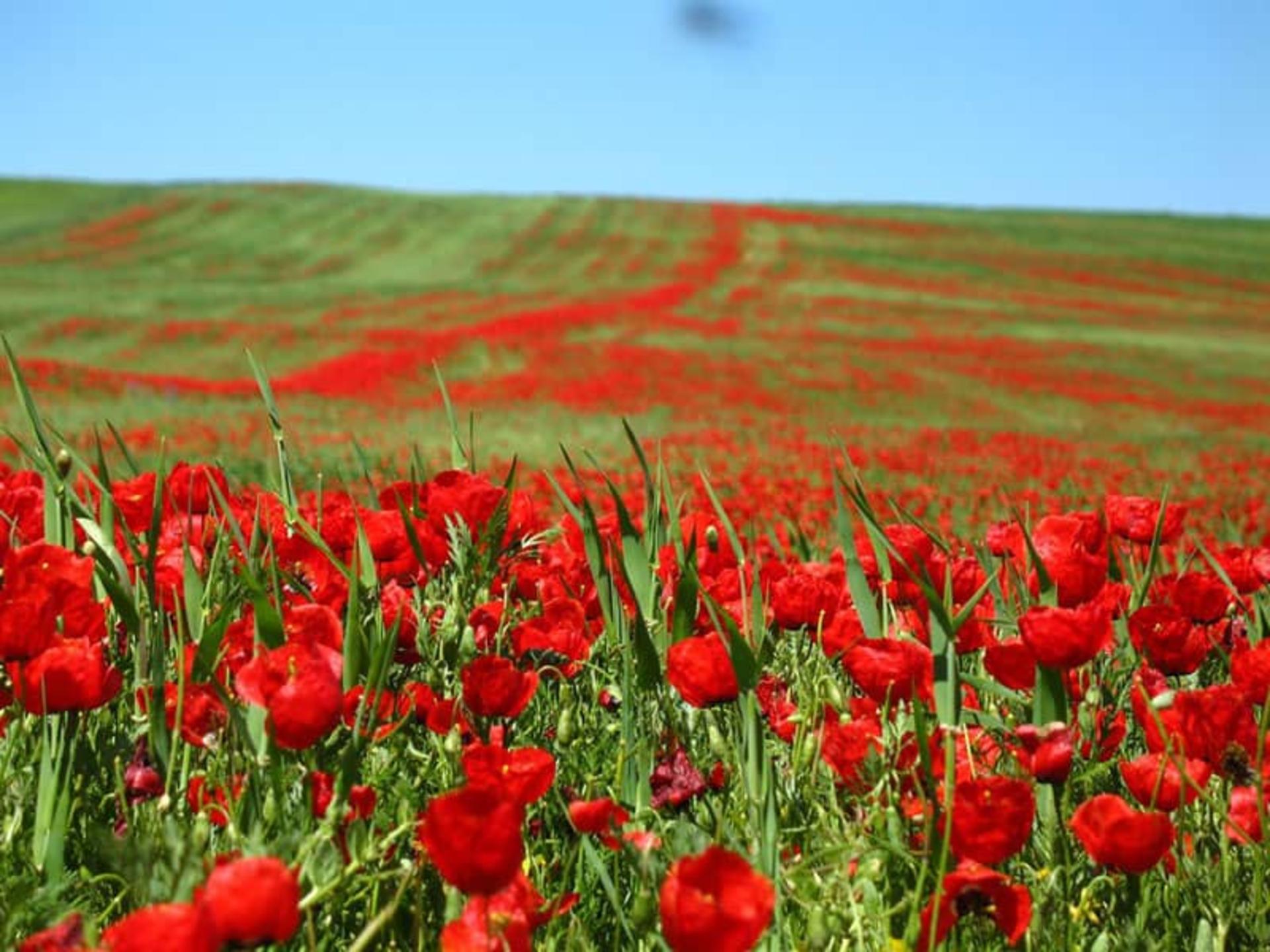 سوسن، قصه‌ای سبز در دل زاگرس؛ از شیرهای سنگی تا رود کارون