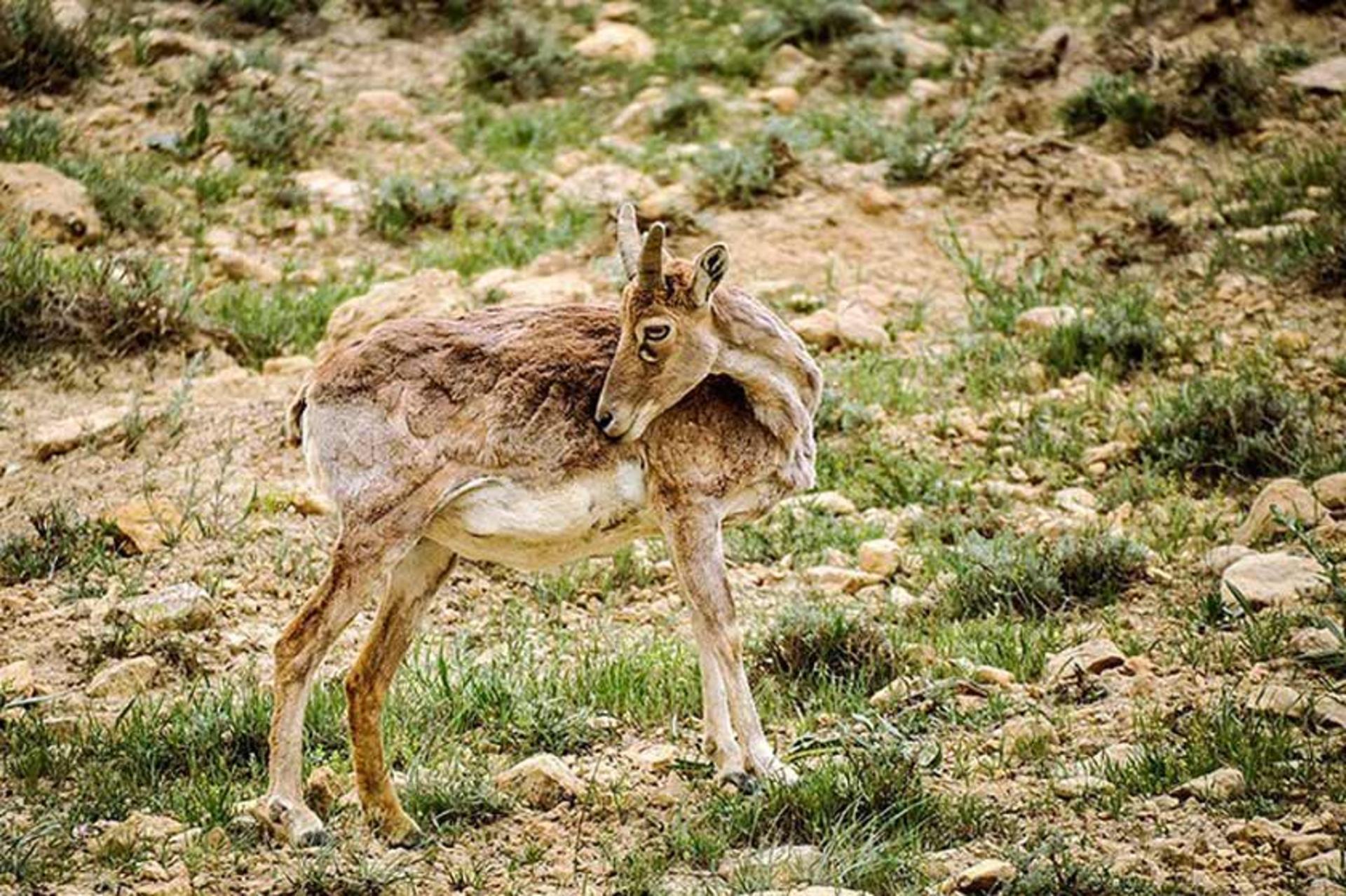 منطقه حفاظت‌ شده بیجار