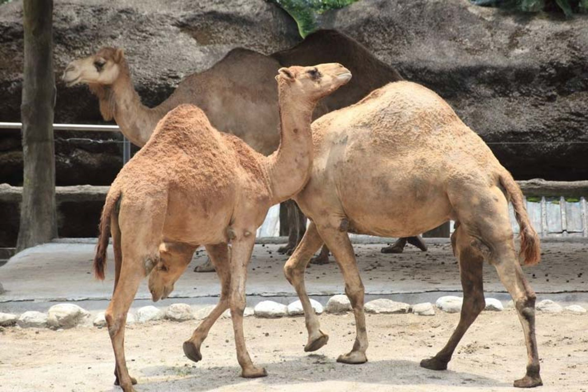 باغ وحش تاپیه