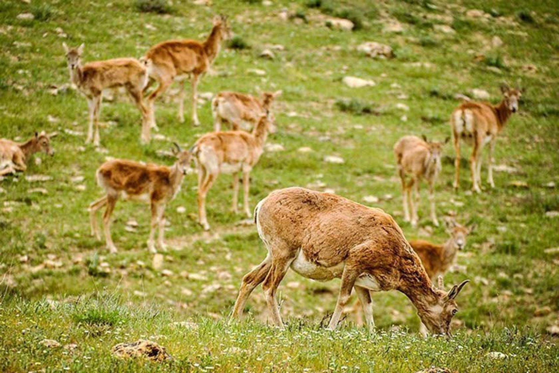 منطقه حفاظت‌ شده بیجار