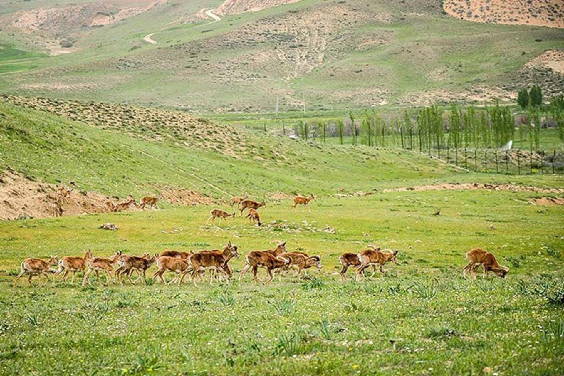 منطقه حفاظت‌ شده بیجار