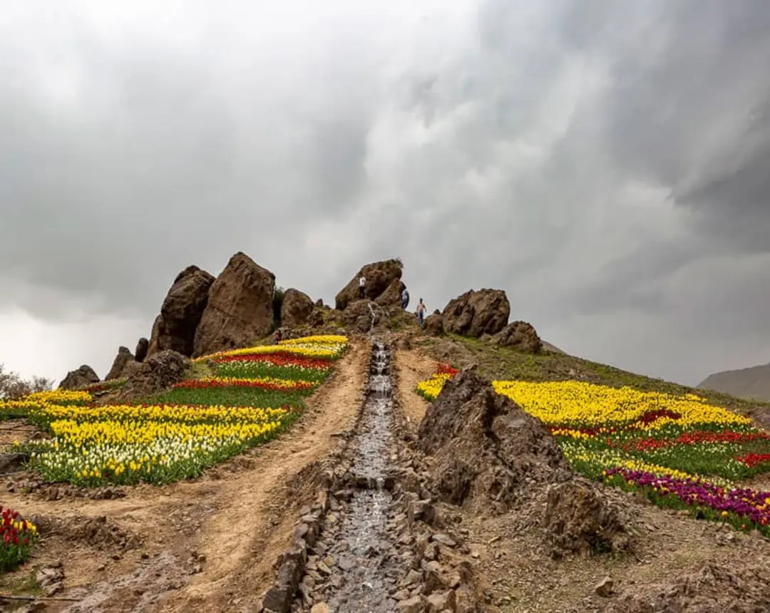 دشت لاله های روستای کندر کرج