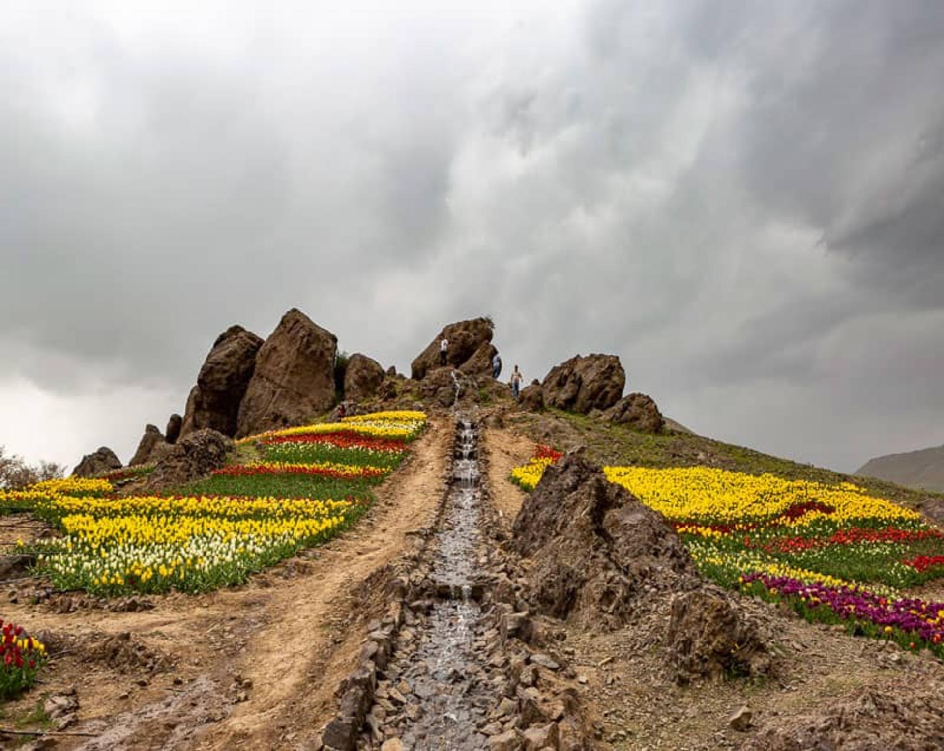 دشت لاله های روستای کندر کرج