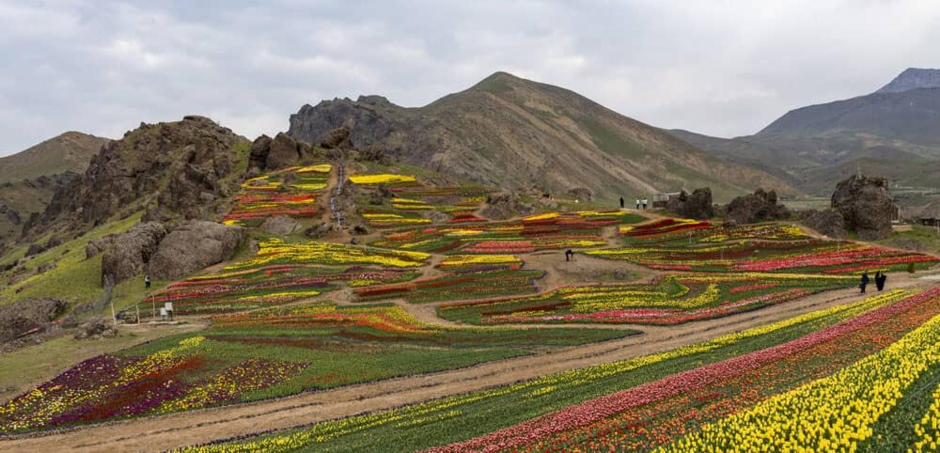 دشت رویایی لاله‌ها در روستای کندر