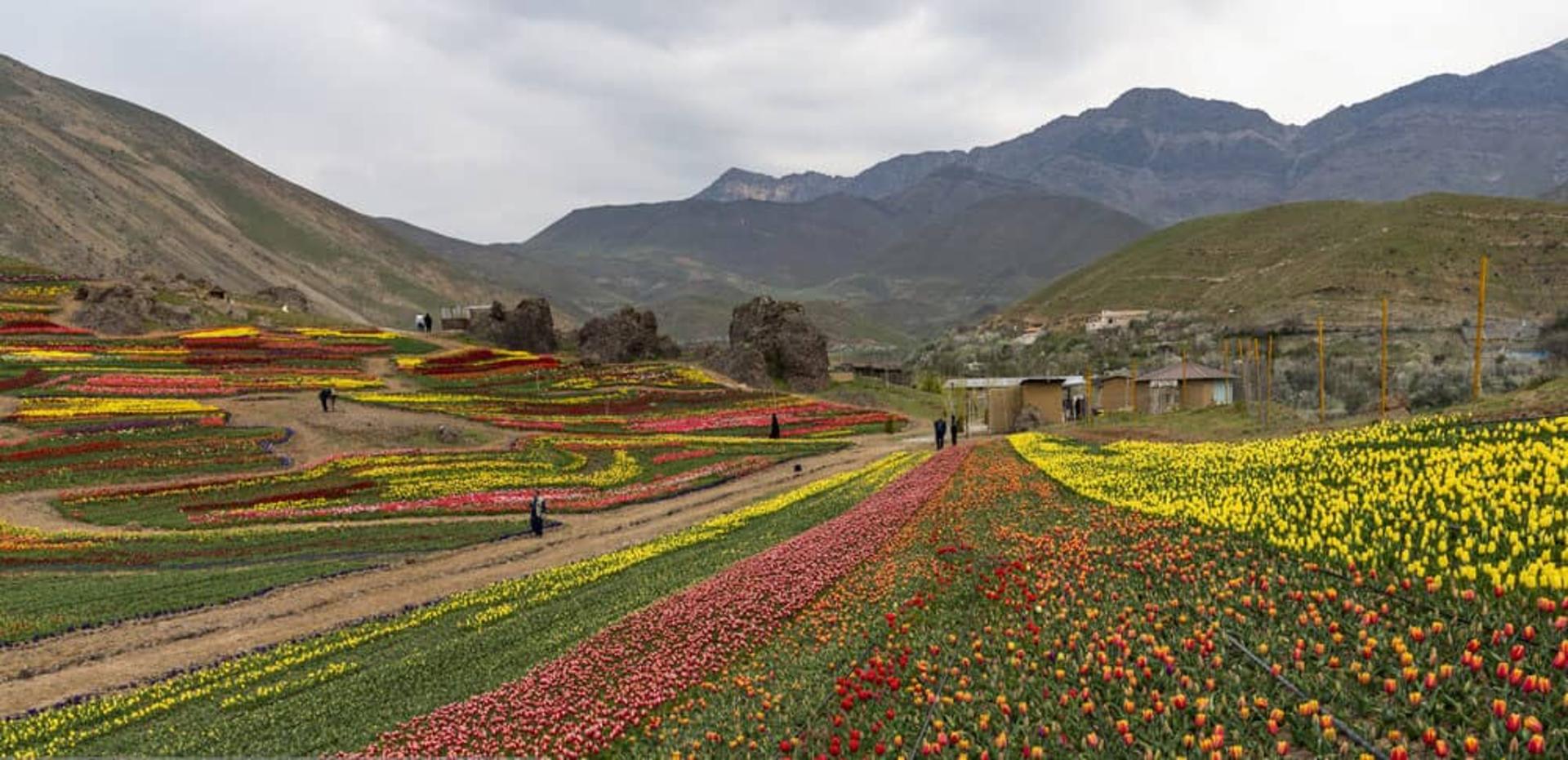 دشت رویایی لاله‌ها در روستای کندر