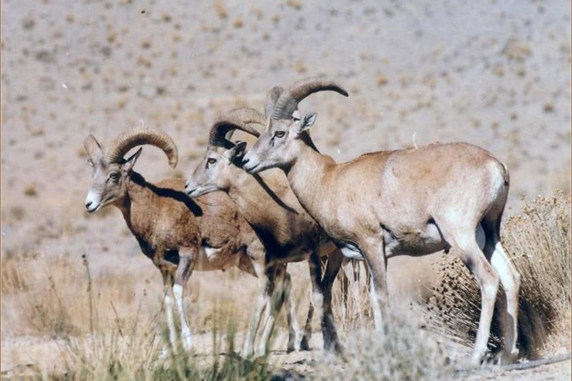 منطقه حفاظت شده بدر و پریشان