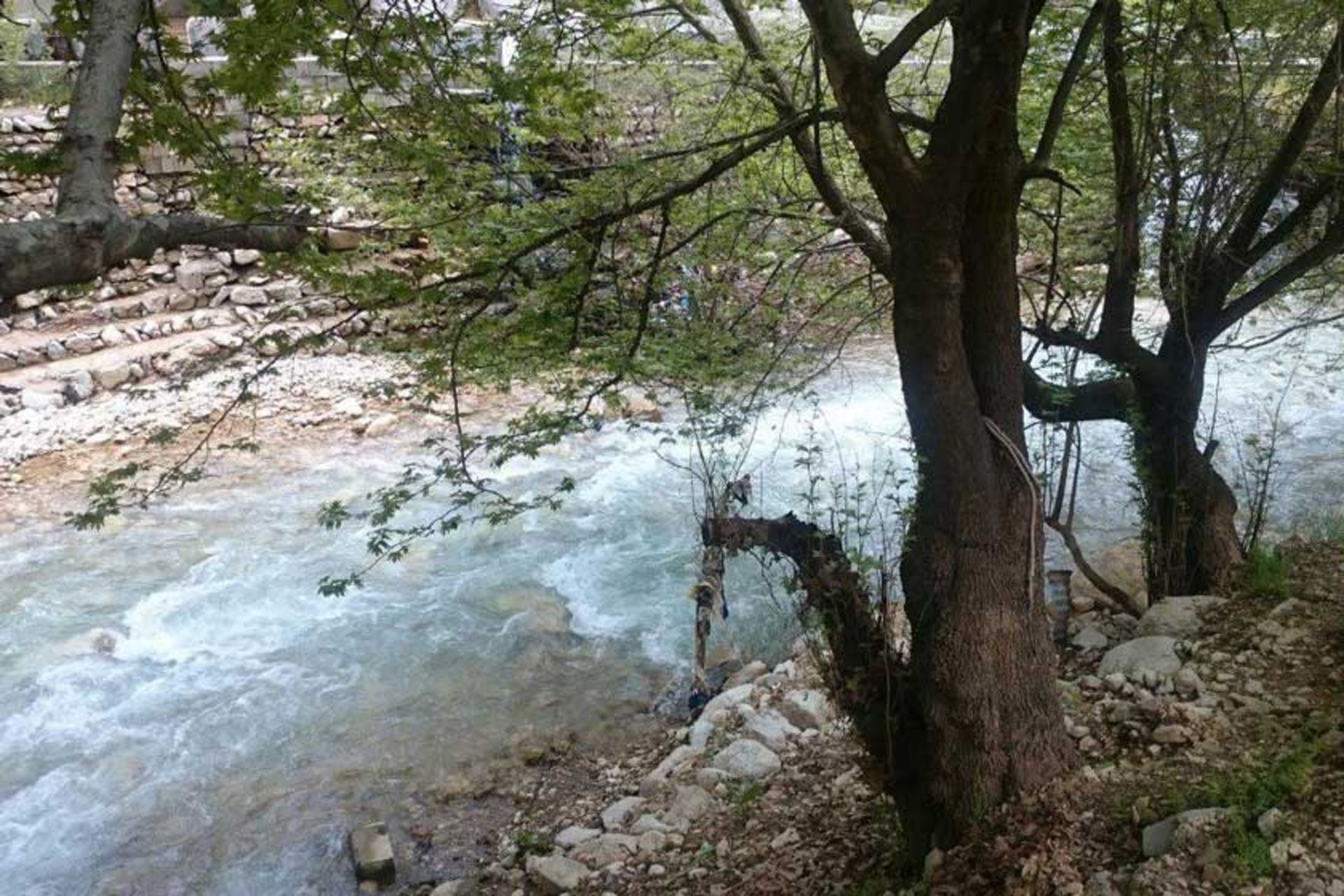 پارک جنگلی پروز
