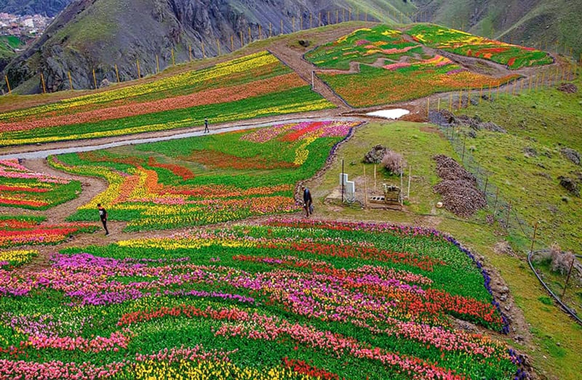 دشت زیبای لاله‌ها در روستای کندر