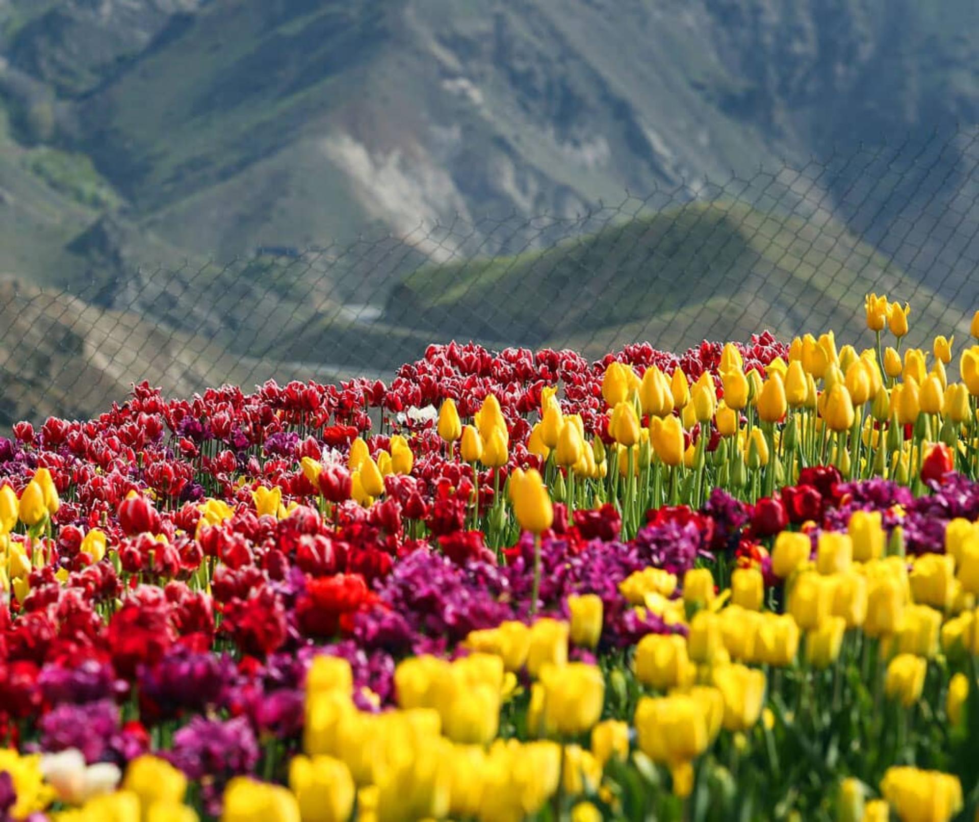 دشت رویایی لاله‌ها در روستای کندر