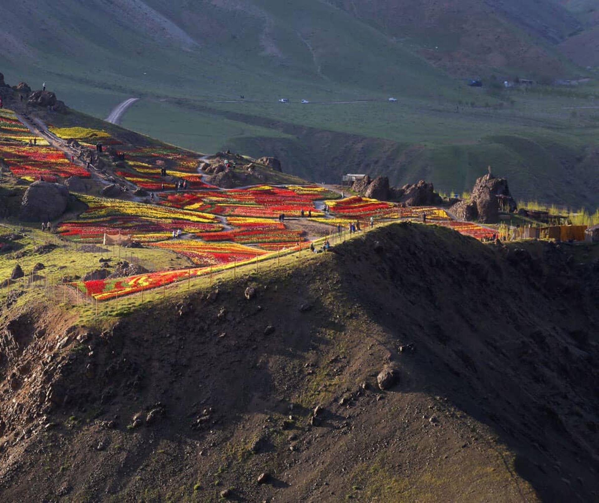 دشت رویایی لاله‌ها در روستای کندر