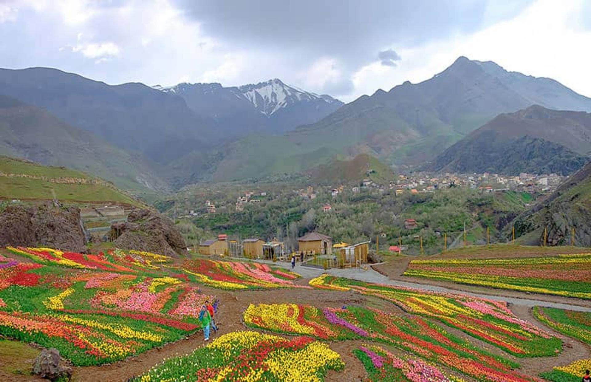 دشت زیبای لاله‌ها در روستای کندر