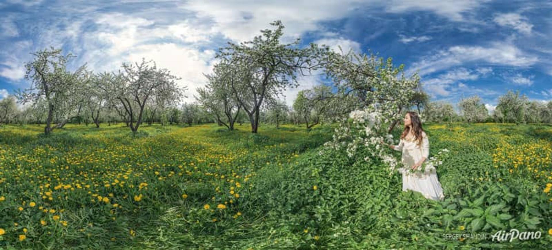 شکوفه های سیب