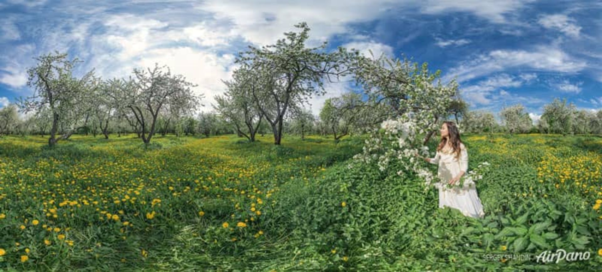 شکوفه های سیب
