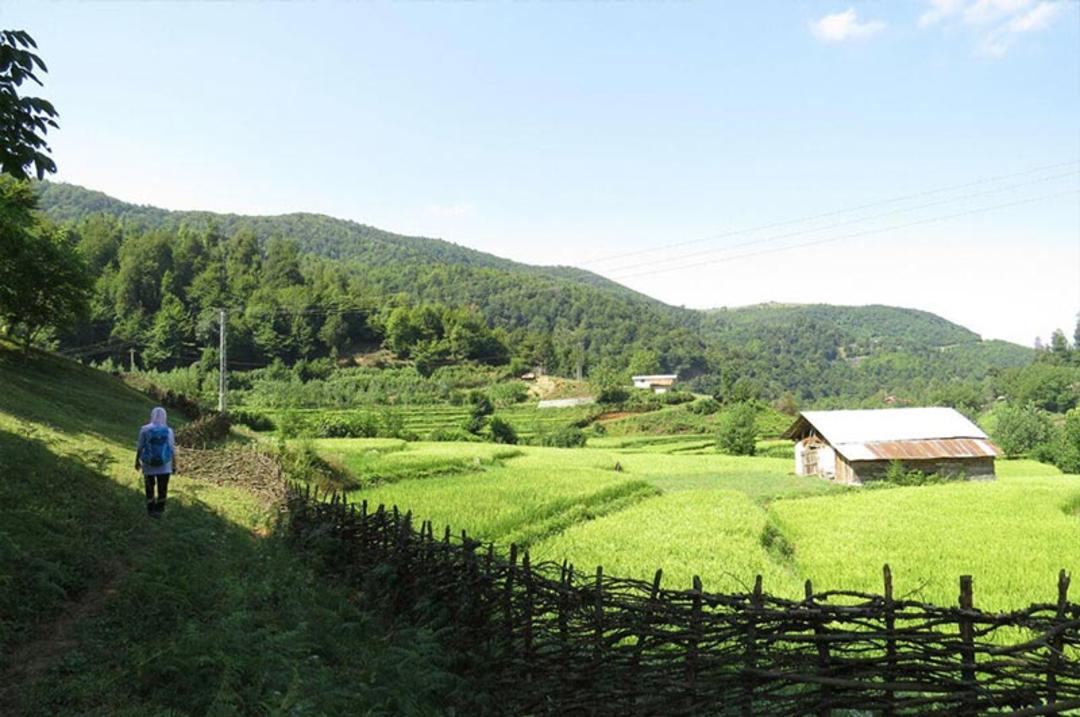 جنگل دیورش